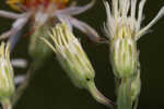 Pine barren whitetop aster